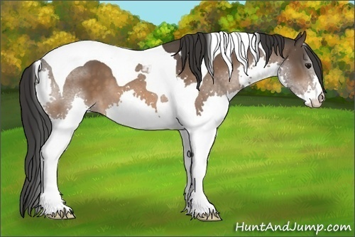 Horse Color:Bay Splash Tobiano