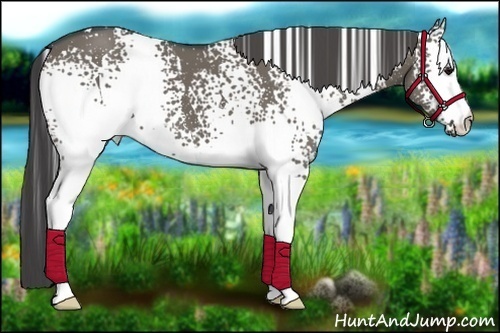 Horse Color:White Spotted Smoky Grullo