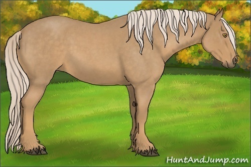 Horse Color:Palomino Roan 