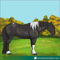 Horse Color:Smoky Black Tobiano 