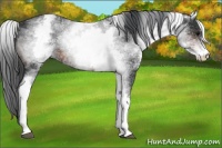 Horse Color:White Spotted Brown Sabino Rabicano