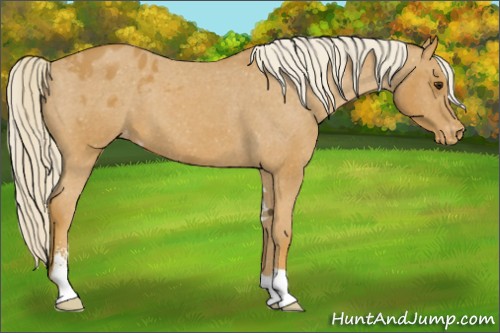 Horse Color:Palomino Sabino Appaloosa 
