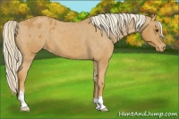 Horse Color:Palomino Sabino Appaloosa 