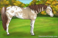 Horse Color:Red Dun Sabino Varnish Rabicano