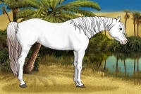 Horse Color:Brown Frame Varnish Rabicano 