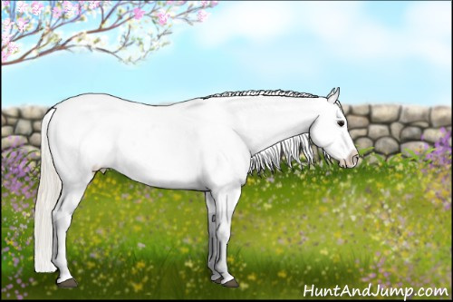 Horse Color:Silver Smoky Blue Roan Near Leopard