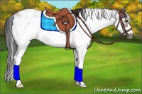 Horse Color:Bay Sabino Frame