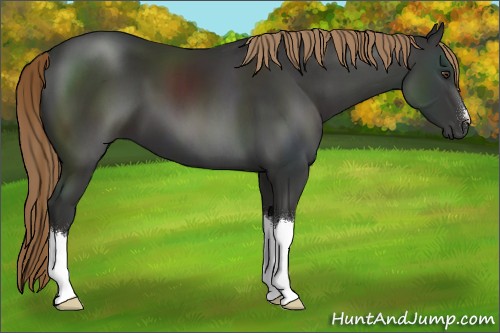 Horse Color:Liver Chestnut 
