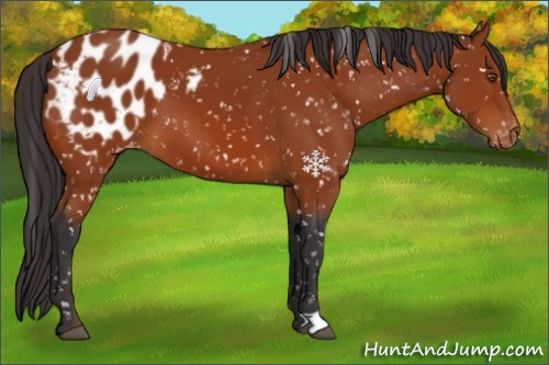 Horse Color:Bay Appaloosa 