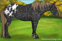 Horse Color:Gray Liver Chestnut Appaloosa 