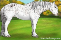 Horse Color:White Spotted Brown Appaloosa 