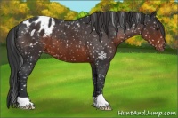 Horse Color:Brown Appaloosa 