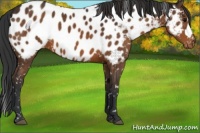 Horse Color:Brown Appaloosa 