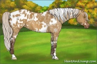 Horse Color:White Spotted Silver Bay Dun Appaloosa 