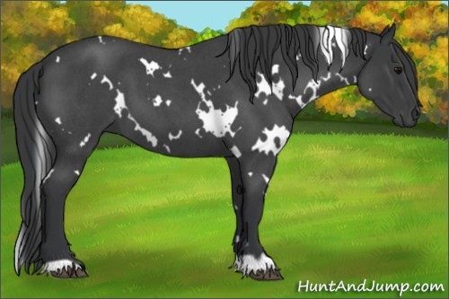 Horse Color:White Spotted Blue Roan 