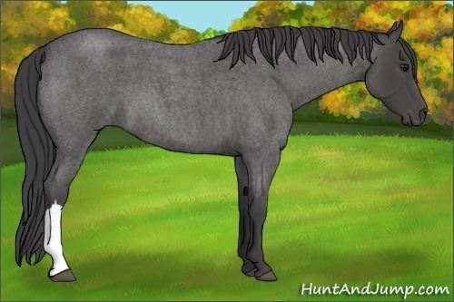 Horse Color:Smoky Blue Roan 