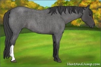 Horse Color:Smoky Blue Roan 