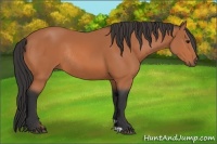 Horse Color:Bay Rabicano 