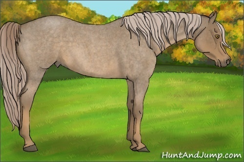Horse Color:Chocolate Palomino Roan 