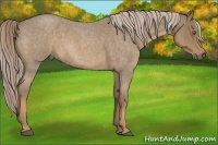 Horse Color:Chocolate Palomino Roan