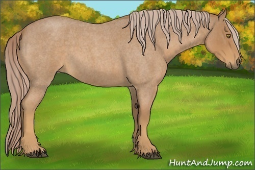Horse Color:Palomino Roan 