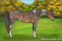 Horse Color:White Spotted Bay Ice Sabino and Chocolate Palomino Sabino Tobiano