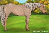 Horse Color:Palomino Roan 