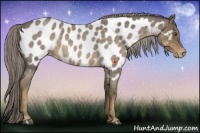 Horse Color:Chocolate Palomino Roan Appaloosa