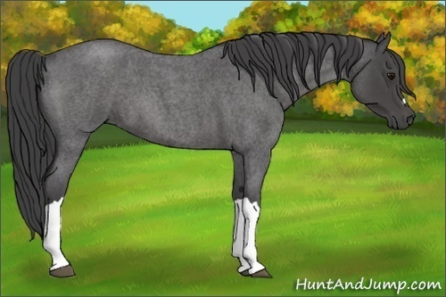 Horse Color:Smoky Blue Roan 