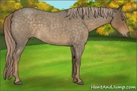 Horse Color:Chocolate Palomino Roan 