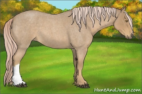 Horse Color:Palomino Roan 