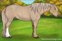 Horse Color:Palomino Roan 