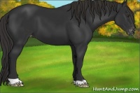 Horse Color:Liver Chestnut Appaloosa 