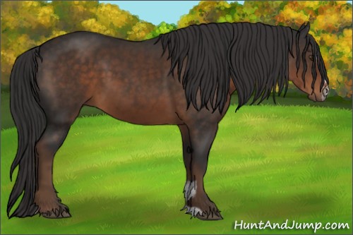 Horse Color:Liver Chestnut Sabino 