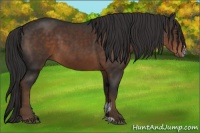 Horse Color:Liver Chestnut Sabino
