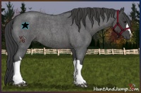 Horse Color:Smoky Blue Roan 