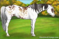 Horse Color:Bay Onyx Sabino 