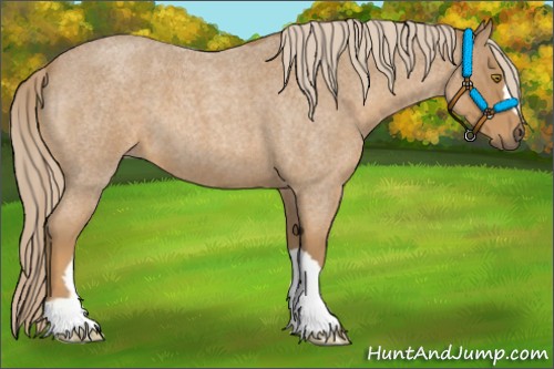 Horse Color:Palomino Roan 