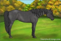Horse Color:Smoky Blue Roan 