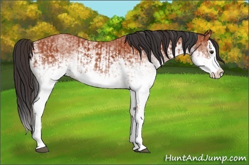 Horse Color:White Spotted Bay Splash  and White Spotted Bay Splash 