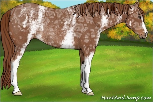 Horse Color:White Spotted Chestnut Ice Rabicano