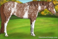 Horse Color:White Spotted Chestnut Ice Rabicano 