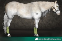Horse Color:White Spotted Silver Buckskin Roan Dun 