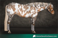 Horse Color:Chocolate Palomino Roan Appaloosa 