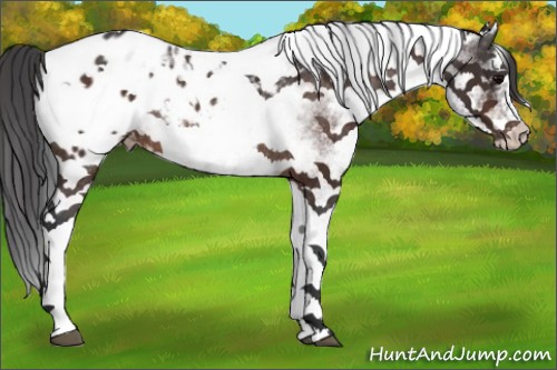 Horse Color:White Spotted Brown Blanket Rabicano