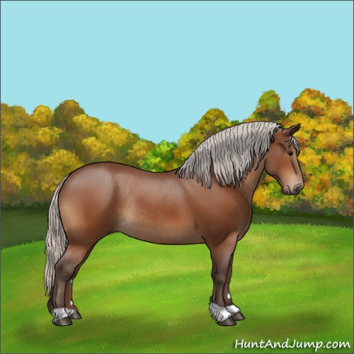 Horse Color:Silver Bay Rabicano 
