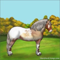 Horse Color:Silver Bay Onyx Appaloosa Rabicano 