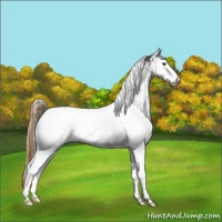Horse Color:White Spotted Liver Chestnut Blanket