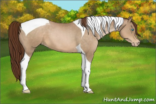 Horse Color:Gray Buckskin Pearl Tobiano Appaloosa