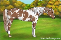 Horse Color:White Spotted Liver Chestnut 